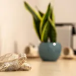 Apartamento Tramonto D'oro